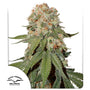 Orange Bud (Dutch Passion) feminisiert