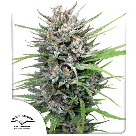 Passion #1 (Dutch Passion) feminisiert