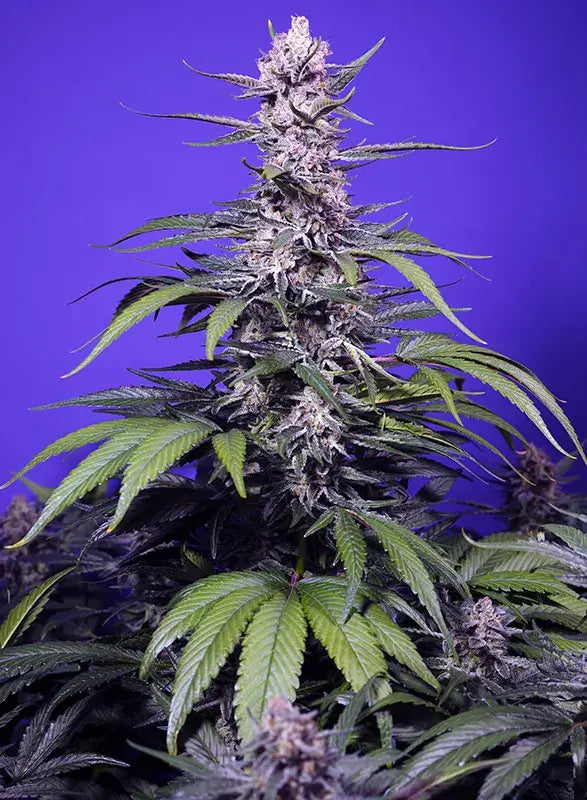 Permanent Marker XL Auto (Sweet Seeds)