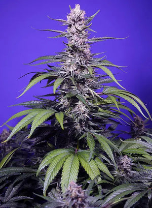 Permanent Marker XL Auto (Sweet Seeds) Cannabis Samen von Sweet Seeds