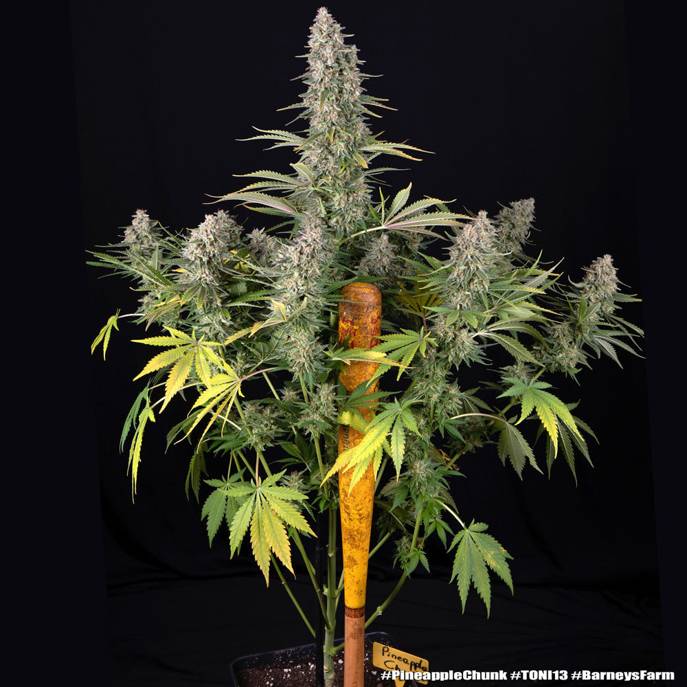 Pineapple Chunk (Barneys Farm) feminisiert Cannabis Samen von Barney's Farm