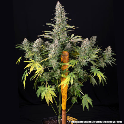 Pineapple Chunk (Barneys Farm) feminisiert Cannabis Samen von Barney's Farm