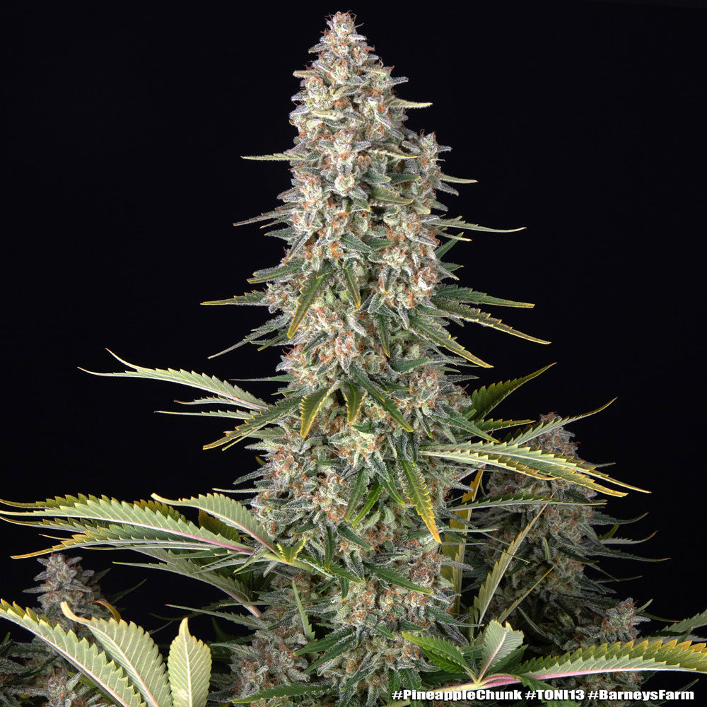 Pineapple Chunk (Barneys Farm) feminisiert Cannabis Samen von Barney's Farm