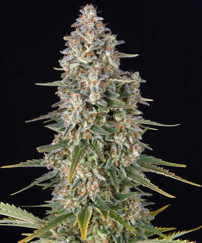 Pineapple Chunk (Barneys Farm) feminisiert Cannabis Samen von Barney's Farm