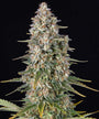 Pineapple Chunk (Barneys Farm) feminized