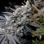 Pineapple Pucker (Solfire Gardens) feminized