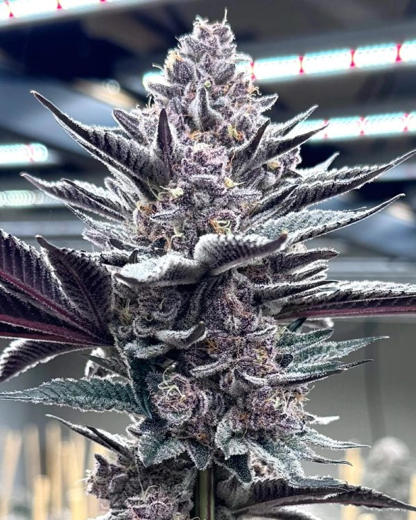 Pink Milk - Solfire Gardens Feminisiert