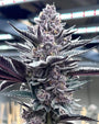 Pink Milk (Solfire Gardens) feminized