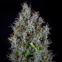 Pink Panama Auto (Mephisto Genetics)