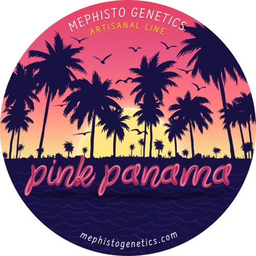 Pink Panama Auto (Mephisto Genetics)