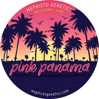 Pink Panama Auto (Mephisto Genetics)