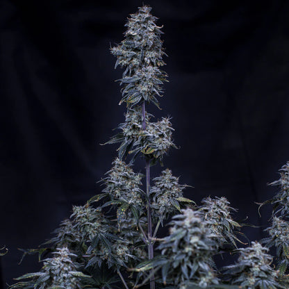 Pinot Noir Auto (Mephisto Genetics)