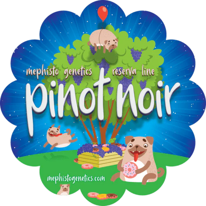 Pinot Noir Auto (Mephisto Genetics)