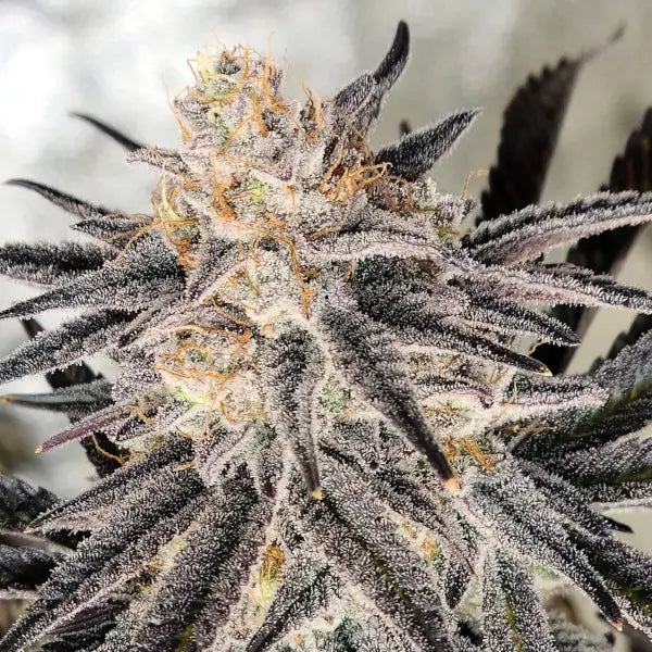 Platinum Gorilla (In House Genetics) feminisiert