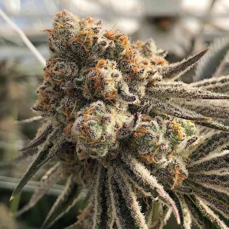 Platinum Scout V2 (In House Genetics) feminisiert