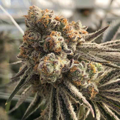 Platinum Scout V2 (In House Genetics) feminisiert