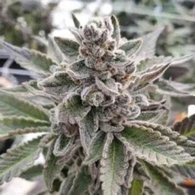 Platinum Garlic (In House Genetics) feminisiert