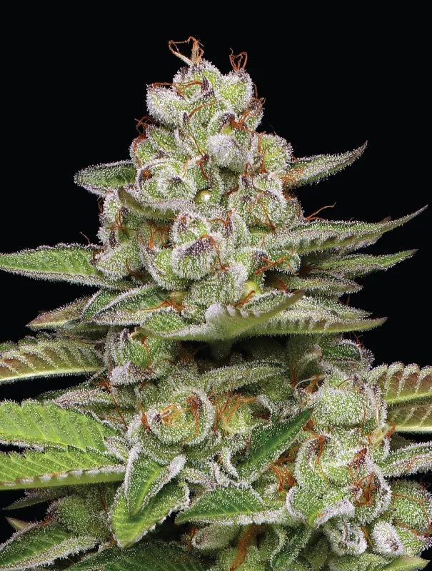 Poddy Mouth (Humboldt Seed Co.) feminisiert