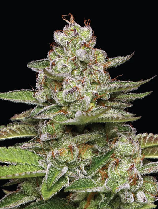 Poddy Mouth (Humboldt Seed Co.) feminisiert