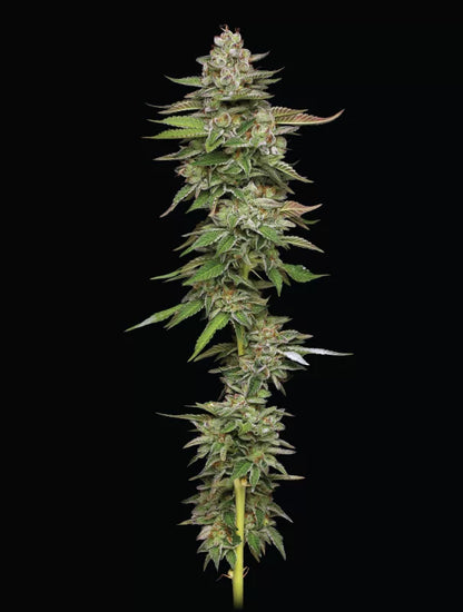 Poddy Mouth (Humboldt Seed Co.) feminisiert