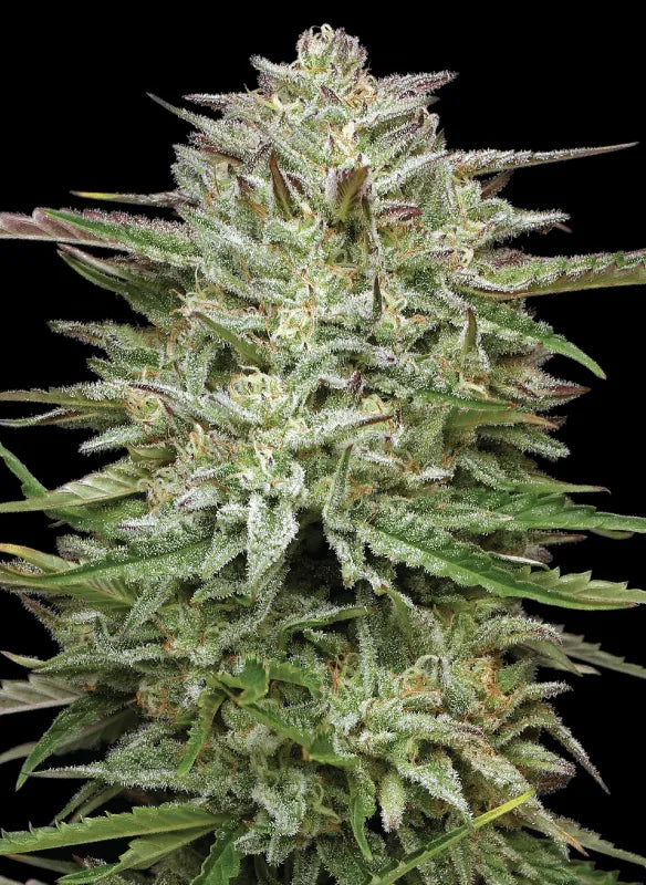 Humboldt Seed Co Auto