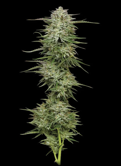 Pound Town Auto (Humboldt Seed Co.)