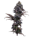 Princess Haze (Brothers Grimm Seeds) feminisiert Cannabis Samen von Brothers Grimm Seeds