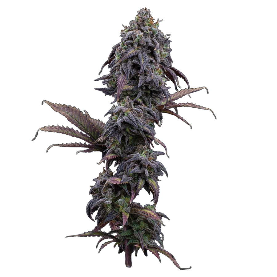 Princess Haze (Brothers Grimm Seeds) feminisiert