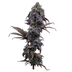 Princess Haze (Brothers Grimm Seeds) feminisiert Cannabis Samen von Brothers Grimm Seeds