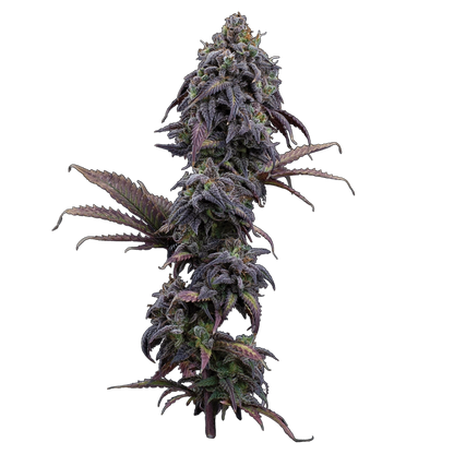 Princess Haze (Brothers Grimm Seeds) feminisiert