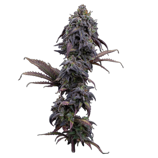 Princess Haze (Brothers Grimm Seeds) feminisiert