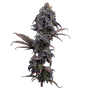 Princess Haze (Brothers Grimm Seeds) feminized