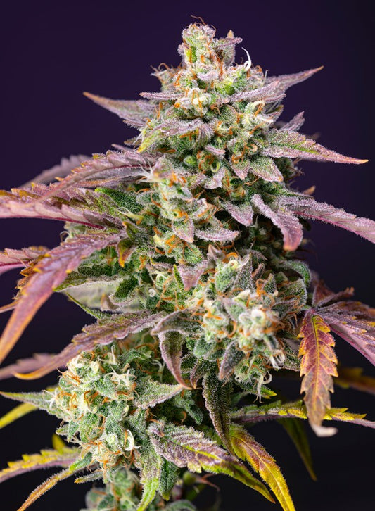 Purple Punch OG XL Auto (Sweet Seeds)