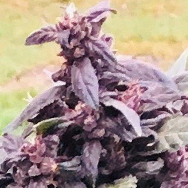 Purple Star CBD Auto (Atlas Seed) autoflowering