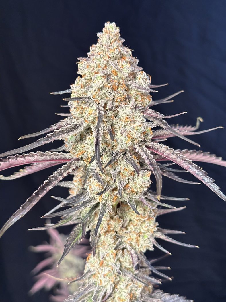 Lovin In Her Eyes - Purple Magnolia