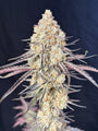 Purple Magnolia (Lovin In Her Eyes) feminized