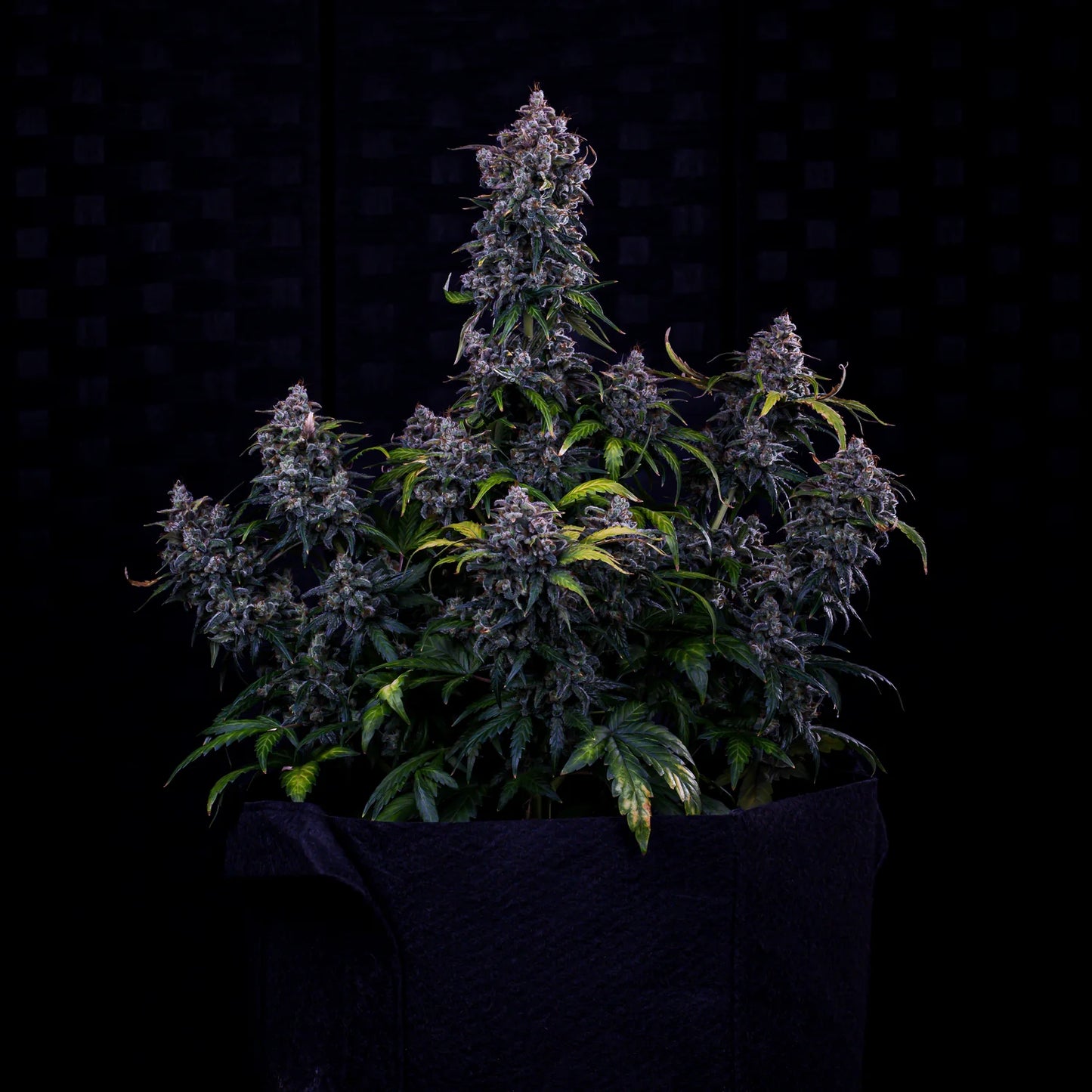 Ravenberry Auto (Mephisto Genetics)