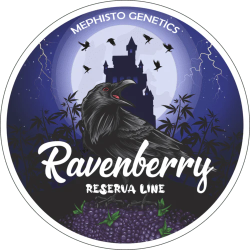 Ravenberry Auto (Mephisto Genetics)