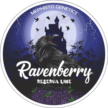 Ravenberry Auto (Mephisto Genetics)