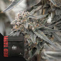 Red Taffi (Doja) feminisiert Cannabis Samen von Doja Exclusive