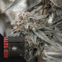 Red Taffy (Doja) Feminized