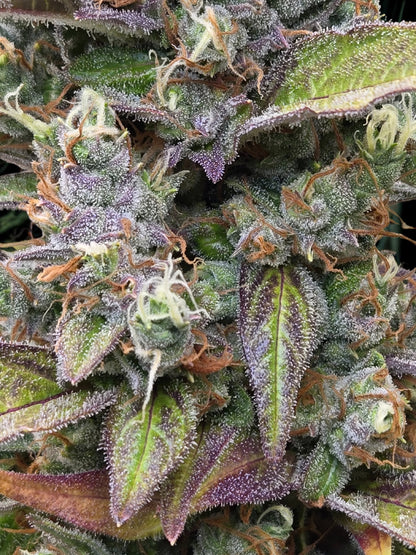 Zkittarilla Auto (MischSeeds)