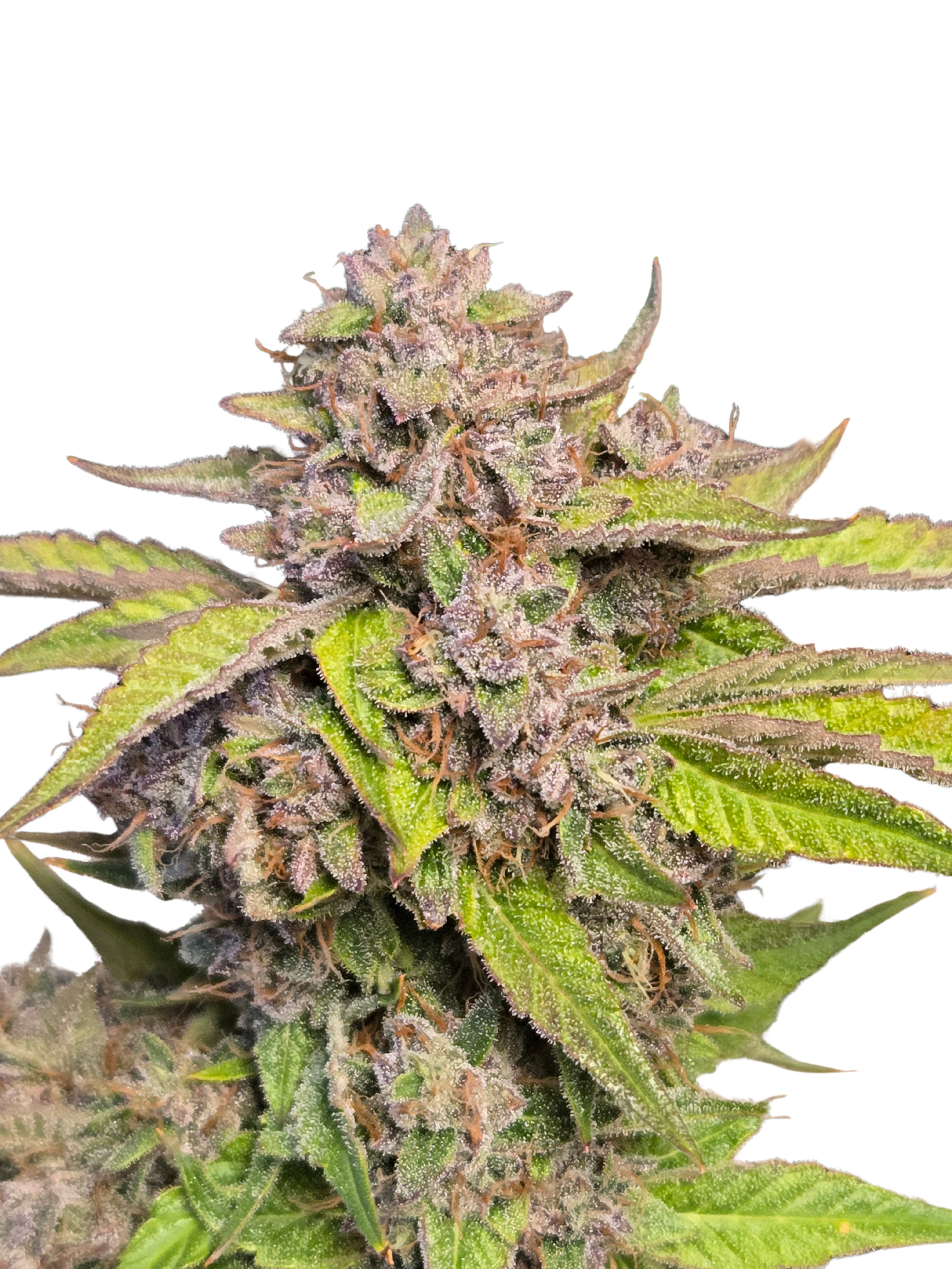 GMO Auto (MischSeeds)