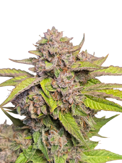 GMO Auto (MischSeeds)