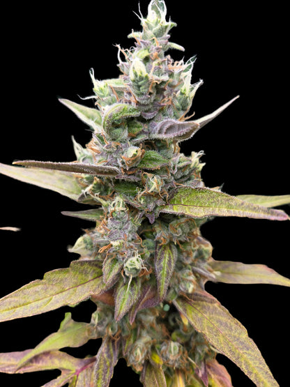 Zkittarilla Auto (MischSeeds)