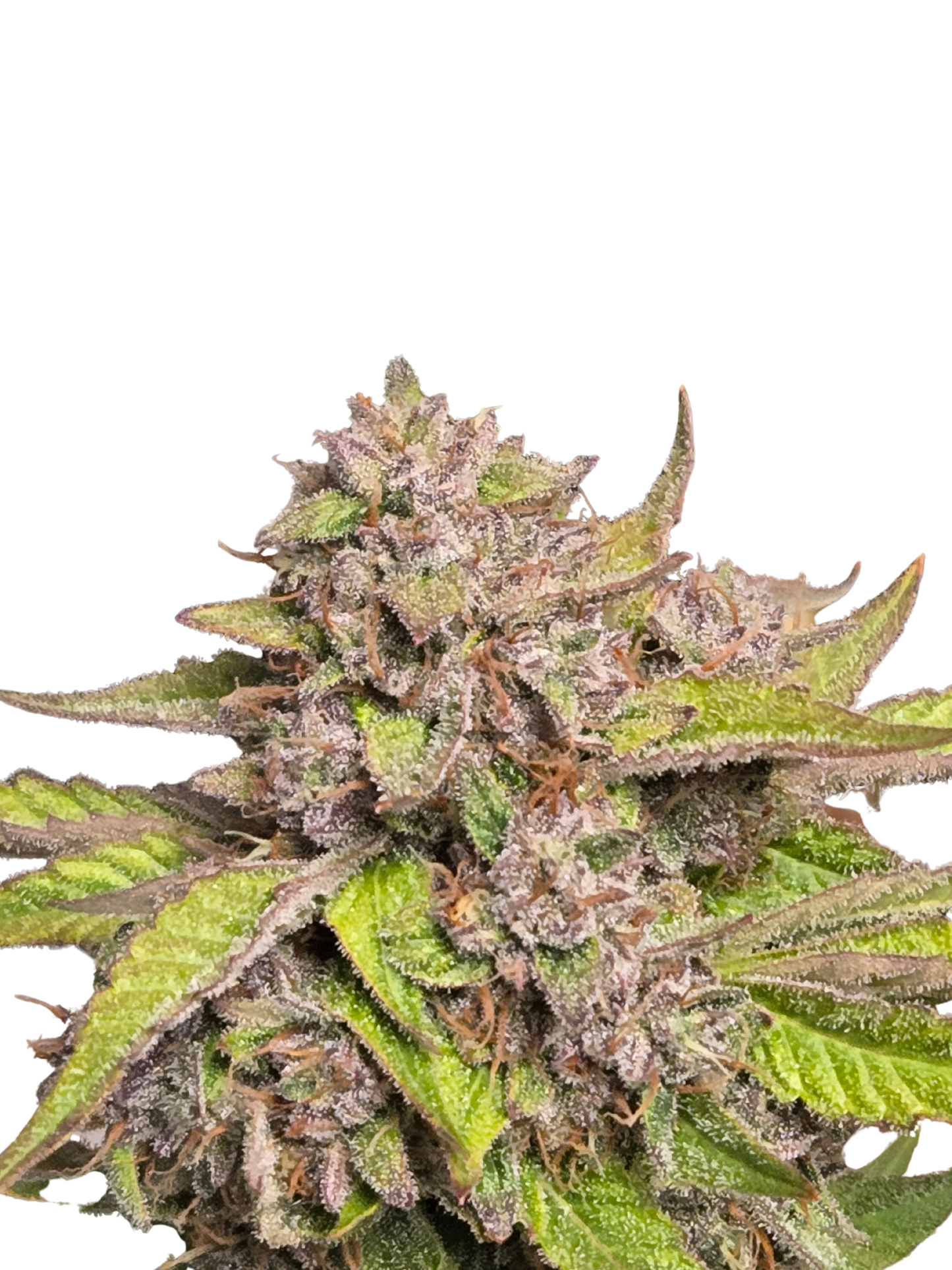 GMO Auto (MischSeeds)