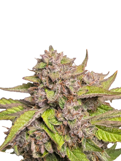 GMO Auto (MischSeeds)