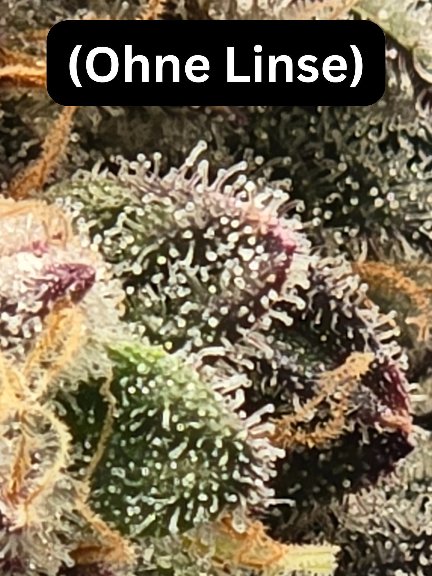 Trichome-Glow Pro (MischSeeds)