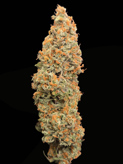 Zkittlez Auto (MischSeeds)