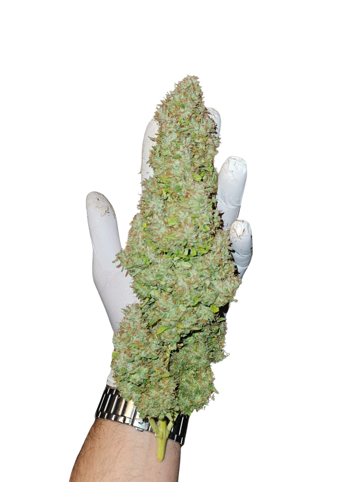 Mimosa Orange Auto (MischSeeds)